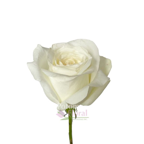 美品♡希少♡人気【 ALBA ROSA 】 Alba Rose - Alisroses | Premium Roses